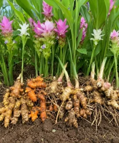 Set of 4 Curcuma Ginger Mix Live Plants, 4-6 Inches Tall, Tropical Flowering - Image 5