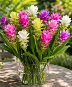 Set of 4 Curcuma Ginger Mix Live Plants, 4-6 Inches Tall, Tropical Flowering - Image 6