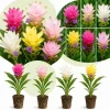 Set of 4 Curcuma Ginger Mix Live Plants, 4-6 Inches Tall, Tropical Flowering - Image 1