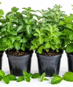 Set of 4 Mint Live Plants, Fragrant Culinary Herb Starter Plants, 4-7 Inch Tall, Indoor/Outdoor - Image 1