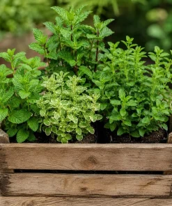 Set of 4 Mint Live Plants, Fragrant Culinary Herb Starter Plants, 4-7 Inch Tall, Indoor/Outdoor - Image 4