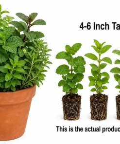 Set of 4 Mint Live Plants, Fragrant Culinary Herb Starter Plants, 4-7 Inch Tall, Indoor/Outdoor - Image 5