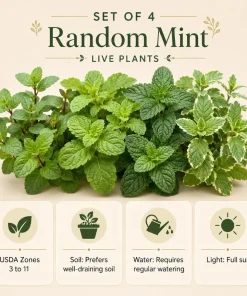 Set of 4 Mint Live Plants, Fragrant Culinary Herb Starter Plants, 4-7 Inch Tall, Indoor/Outdoor - Image 6