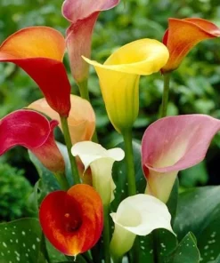 Set of 4 Mixed Calla Lily Bulbs - Colorful Elegant Blooms for Garden & Patio - Image 2