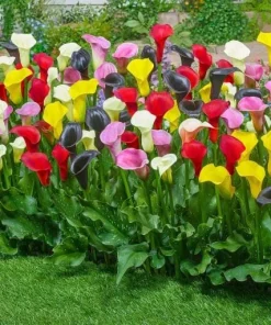 Set of 4 Mixed Calla Lily Bulbs - Colorful Elegant Blooms for Garden & Patio - Image 3