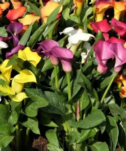 Set of 4 Mixed Calla Lily Bulbs - Colorful Elegant Blooms for Garden & Patio - Image 4