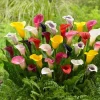 Set of 4 Mixed Calla Lily Bulbs - Colorful Elegant Blooms for Garden & Patio - Image 1