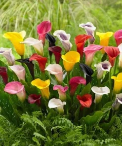 Set of 4 Mixed Calla Lily Bulbs - Colorful Elegant Blooms for Garden & Patio - Image 1