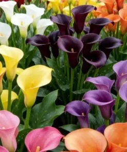 Set of 4 Mixed Calla Lily Bulbs - Colorful Elegant Blooms for Garden & Patio - Image 5