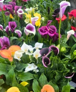 Set of 4 Mixed Calla Lily Bulbs - Colorful Elegant Blooms for Garden & Patio - Image 6