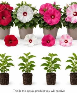 Set of 4 Mixed Color Hibiscus Live Plant Tropical Flowering Garden 4-6 Inch Tall - Image 2