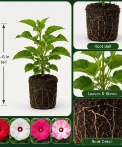 Set of 4 Mixed Color Hibiscus Live Plant Tropical Flowering Garden 4-6 Inch Tall - Image 3