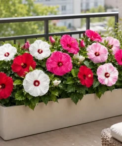 Set of 4 Mixed Color Hibiscus Live Plant Tropical Flowering Garden 4-6 Inch Tall - Image 5