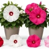 Set of 4 Mixed Color Hibiscus Live Plant Tropical Flowering Garden 4-6 Inch Tall - Image 1