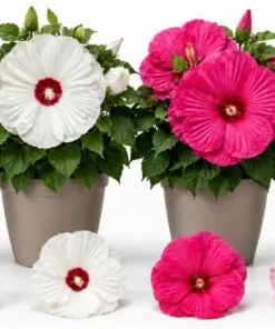 Set of 4 Mixed Color Hibiscus Live Plant Tropical Flowering Garden 4-6 Inch Tall - Image 1