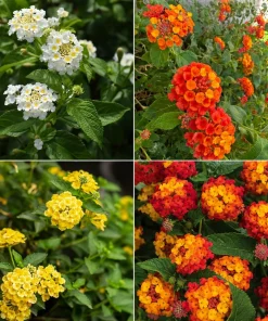 Set of 4 Mixed Lantana Live Plants, 4-7 Inch Flowering Outdoor Starter Shrubs - Image 2