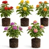 Set of 4 Mixed Lantana Live Plants, 4-7 Inch Flowering Outdoor Starter Shrubs - Image 1