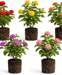 Set of 4 Mixed Lantana Live Plants, 4-7 Inch Flowering Outdoor Starter Shrubs - Image 1