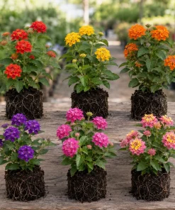 Set of 4 Mixed Lantana Live Plants, 4-7 Inch Flowering Outdoor Starter Shrubs - Image 4