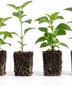 Set of 4 Mixed Lantana Live Plants, 4-7 Inch Flowering Outdoor Starter Shrubs - Image 5