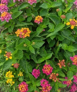 Set of 4 Mixed Lantana Live Plants, 4-7 Inch Flowering Outdoor Starter Shrubs - Image 6