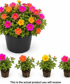 Set of 4 Mixed Portulaca Live Plants, 4-6 Inches Tall, Moss Rose Flowering Starter Plants for Outdoor Garden - Image 4