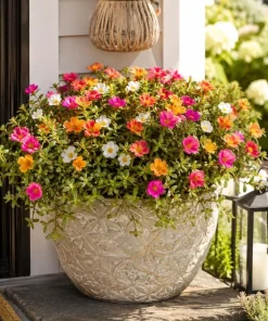 Set of 4 Mixed Portulaca Live Plants, 4-6 Inches Tall, Moss Rose Flowering Starter Plants for Outdoor Garden - Image 5