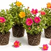 Set of 4 Mixed Portulaca Live Plants, 4-6 Inches Tall, Moss Rose Flowering Starter Plants for Outdoor Garden - Image 1