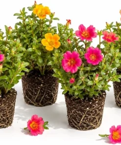 Set of 4 Mixed Portulaca Live Plants, 4-6 Inches Tall, Moss Rose Flowering Starter Plants for Outdoor Garden - Image 1
