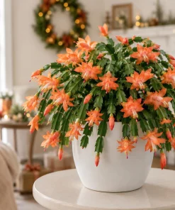 Set of 4 Orange Christmas Cactus Plants - Live Tropical Cacti, 4-8 Inch Tall - Image 5