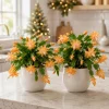 Set of 4 Orange Christmas Cactus Plants - Live Tropical Cacti, 4-8 Inch Tall - Image 1