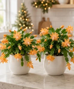 Set of 4 Orange Christmas Cactus Plants - Live Tropical Cacti, 4-8 Inch Tall - Image 1