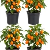 Set of 4 Orange Habanero Live Plants, Chili Pepper, 4-6 Inch Tall, Outdoor - Image 1