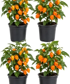 Set of 4 Orange Habanero Live Plants, Chili Pepper, 4-6 Inch Tall, Outdoor - Image 1