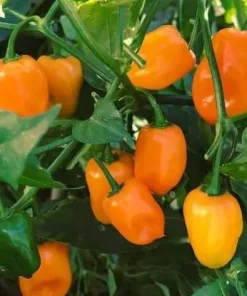 Set of 4 Orange Habanero Live Plants, Chili Pepper, 4-6 Inch Tall, Outdoor - Image 2