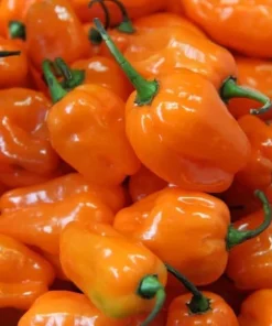 Set of 4 Orange Habanero Live Plants, Chili Pepper, 4-6 Inch Tall, Outdoor - Image 3