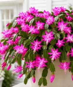 Set of 4 Pink Christmas Cactus Live Plants - 4-8 Inch Tall, No Pot - Image 1