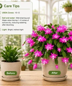 Set of 4 Pink Christmas Cactus Live Plants - 4-8 Inch Tall, No Pot - Image 4