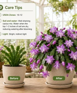 Set of 4 Purple Christmas Cactus Live Plants, 4-8 Inch Tall, No Pot - Image 3