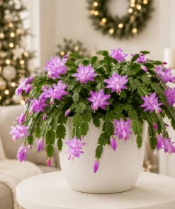 Set of 4 Purple Christmas Cactus Live Plants, 4-8 Inch Tall, No Pot - Image 5