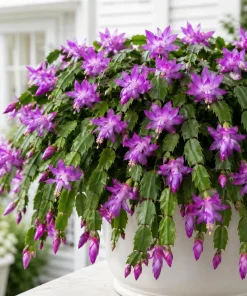 Set of 4 Purple Christmas Cactus Live Plants, 4-8 Inch Tall, No Pot - Image 1