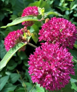Set of 4 Purple Milkweed Live Plants – 4-8 Inch Tall, Outdoor Perennial - Image 4