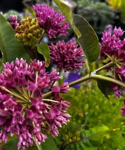Set of 4 Purple Milkweed Live Plants – 4-8 Inch Tall, Outdoor Perennial - Image 5