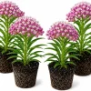 Set of 4 Purple Milkweed Live Plants – 4-8 Inch Tall, Outdoor Perennial - Image 1