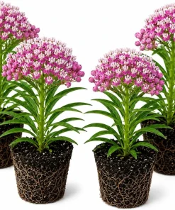 Set of 4 Purple Milkweed Live Plants – 4-8 Inch Tall, Outdoor Perennial - Image 1