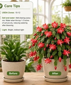 Set of 4 Red Christmas Cactus Plants – Tropical Live Cacti – 4-8 Inch Tall - Image 3