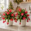 Set of 4 Red Christmas Cactus Plants – Tropical Live Cacti – 4-8 Inch Tall - Image 1
