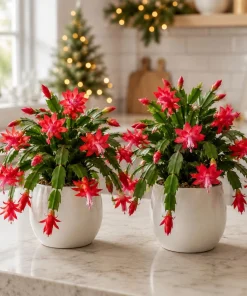 Set of 4 Red Christmas Cactus Plants – Tropical Live Cacti – 4-8 Inch Tall - Image 1