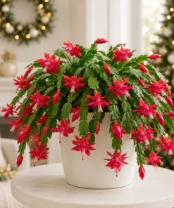 Set of 4 Red Christmas Cactus Plants – Tropical Live Cacti – 4-8 Inch Tall - Image 4