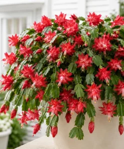 Set of 4 Red Christmas Cactus Plants – Tropical Live Cacti – 4-8 Inch Tall - Image 5